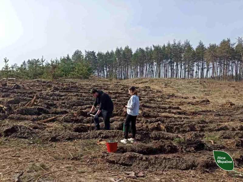 На Чигиринщині висадили сіянців на площі понад 88 га