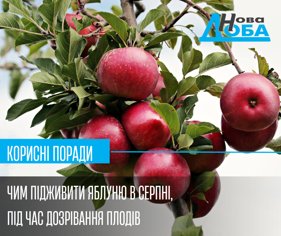 Корисні поради: чим підживити яблуню в серпні, під час дозрівання плодів