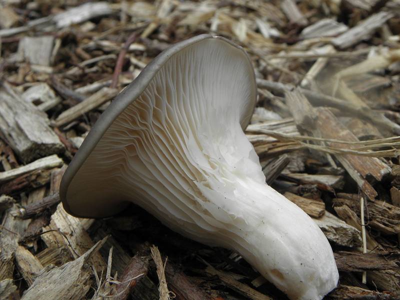 У Золотоніському районі зареєстрували групове отруєння грибами
