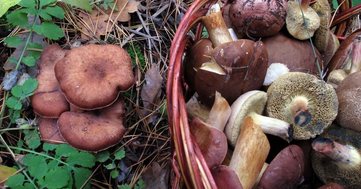 Нові випадки отруєння грибами на Черкащині: серед потерпілих – діти