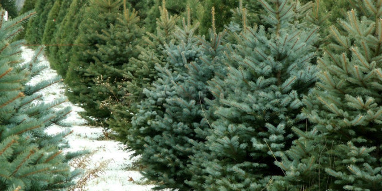 Понад 9 тисяч новорічних дерев продали лісівники на Черкащині