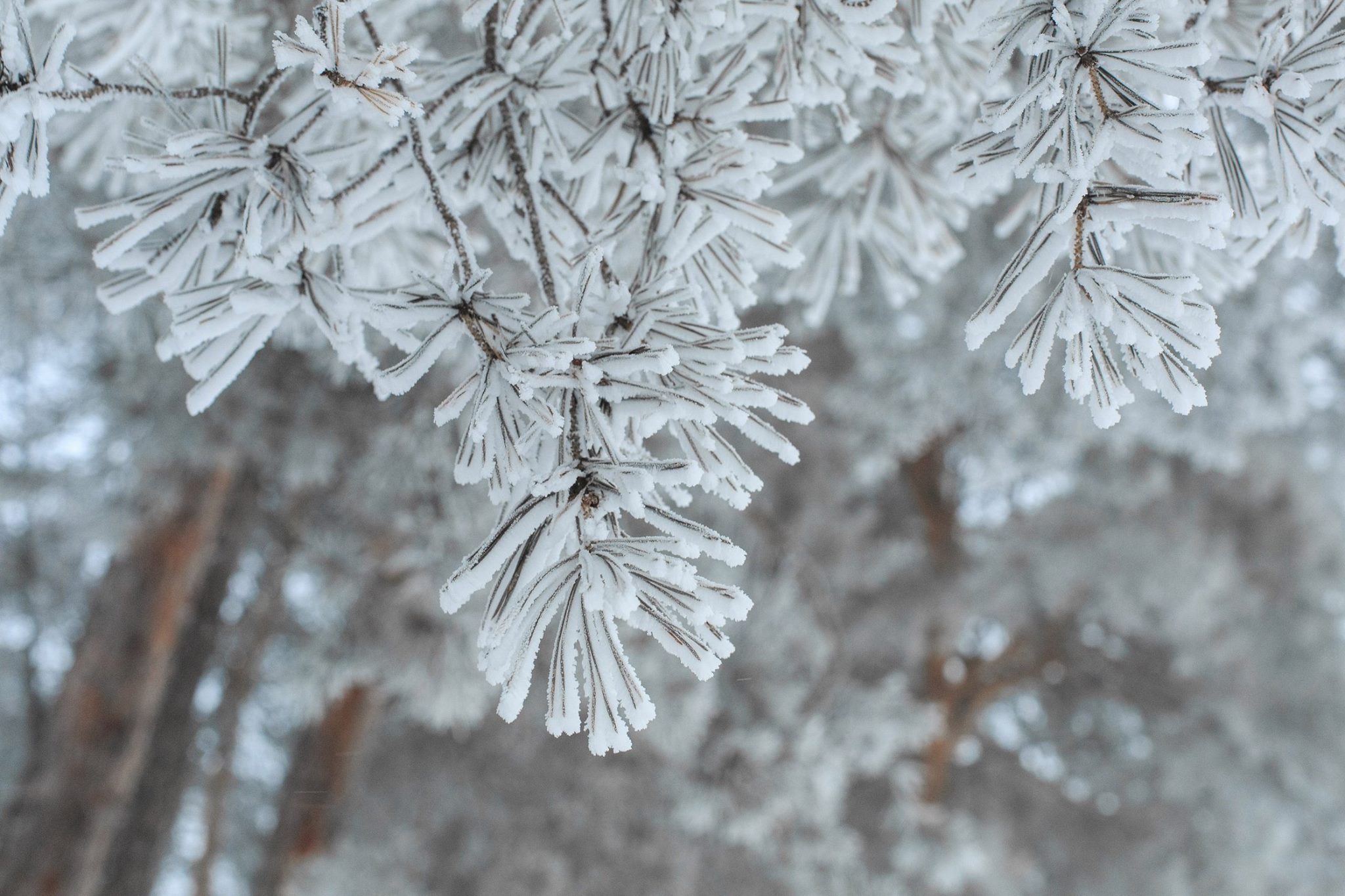 Сніг та поривчастий вітер: прогноз погоди на Черкащині