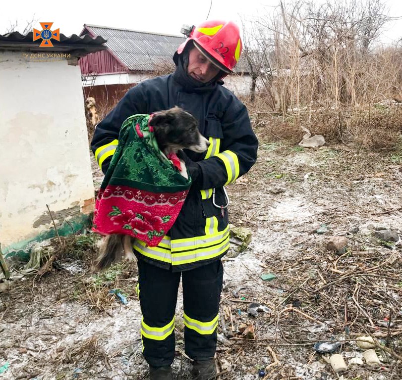 Надзвичайники на Уманщині врятували собаку, який упав до ями