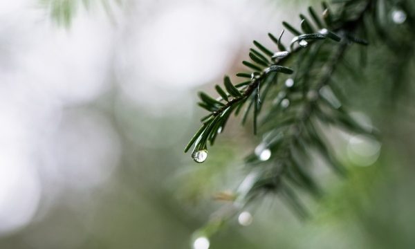 Невеликий сніг та дощ: прогноз погоди на Черкащині