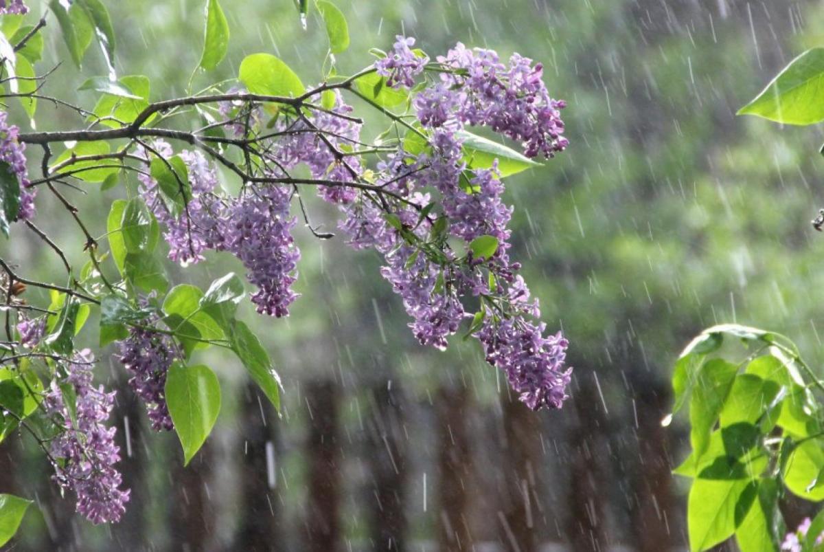 На Черкащині прогнозують дощі й грози