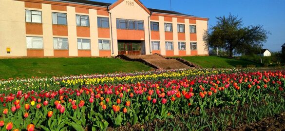 У селі на Шполянщині розцвіла понад сотня тюльпанів (ФОТО)