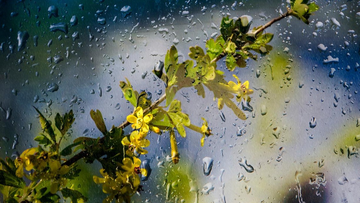 Дощі та похолодання: прогноз погоди на Черкащині