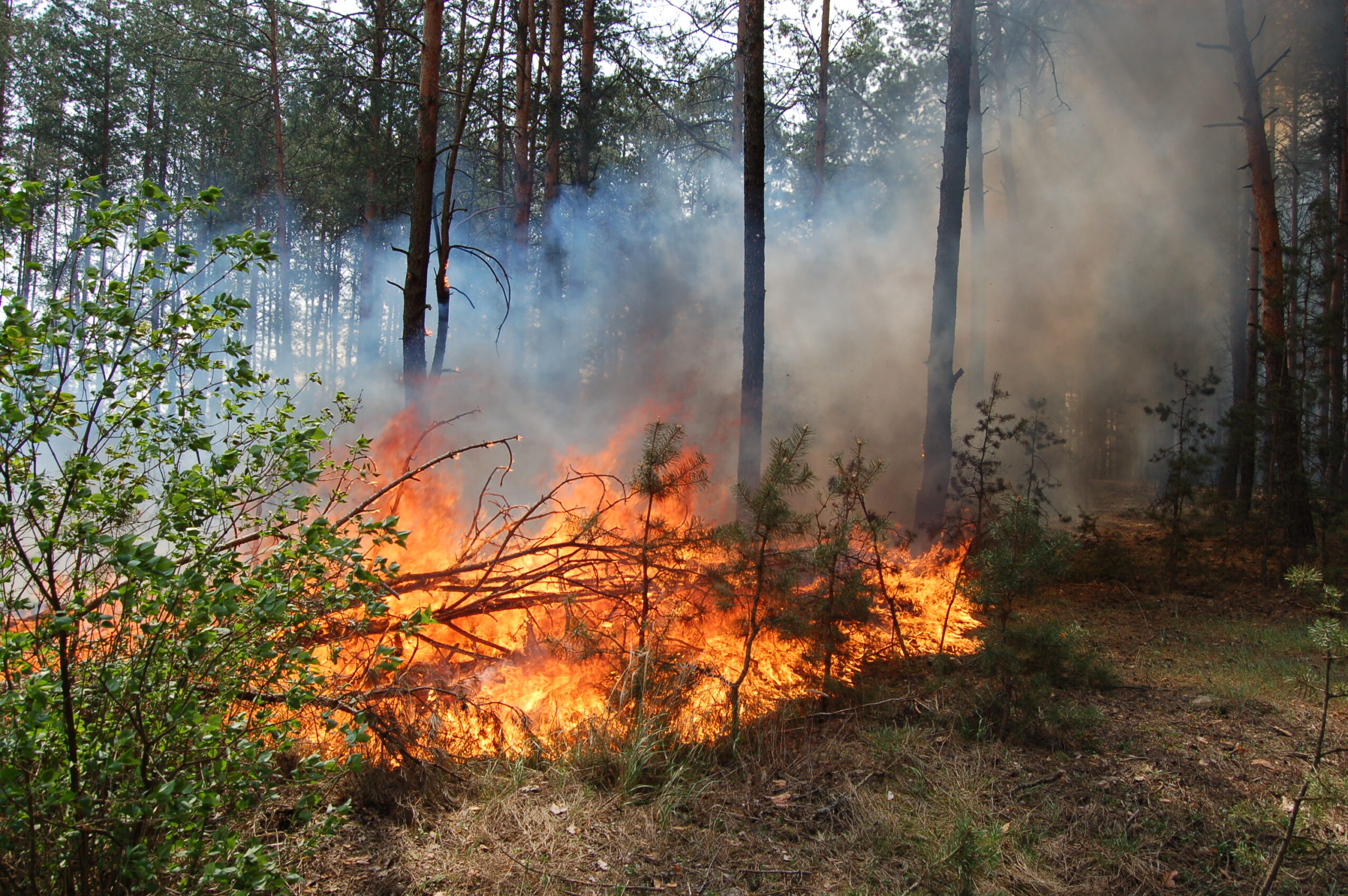 У лісах Черкаської області розпочався пожежонебезпечний період
