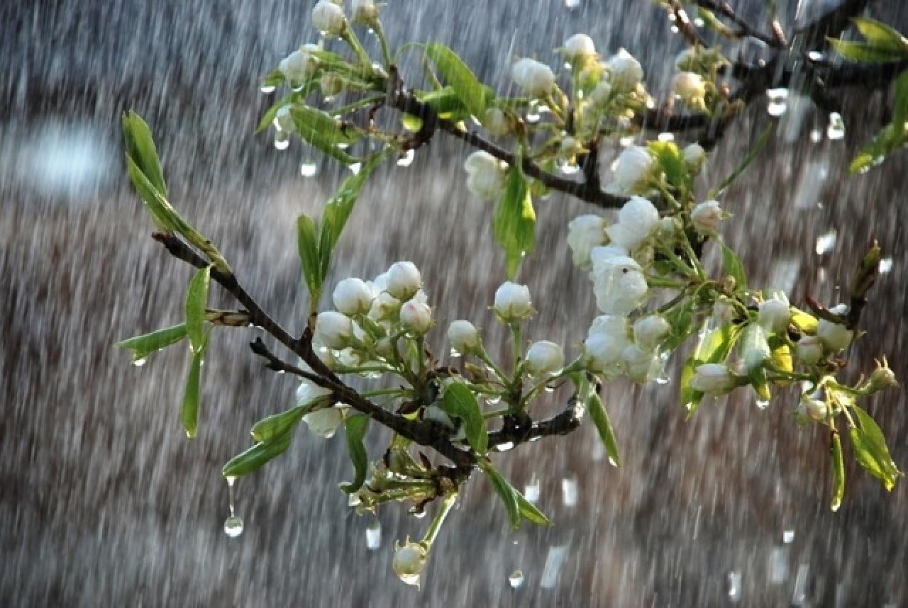 Дощі, грози та посилення вітру: прогноз погоди на Черкащині