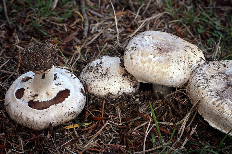 У Черкаському районі чоловік отруївся дикорослими грибами
