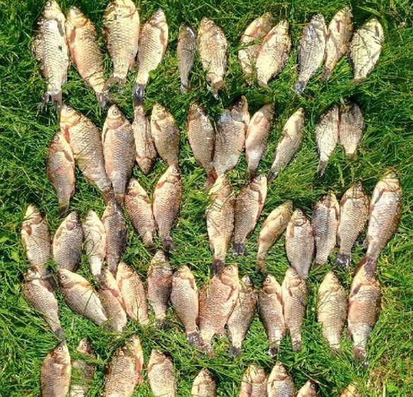 На Уманщині чоловік наловив риби на майже 90 тис. грн