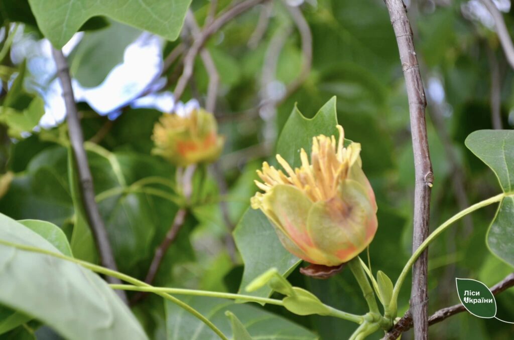 У Черкасах розквітло тюльпанове дерево (ФОТО)