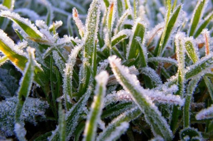 У Черкаській області знов прогнозують заморозки