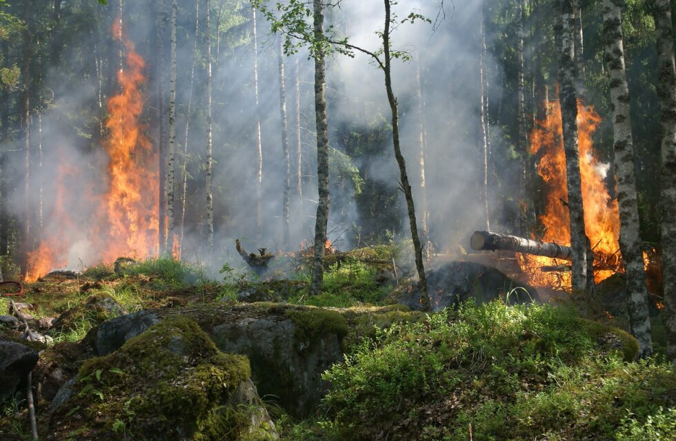 У лісах Черкащини – надзвичайна пожежна небезпека