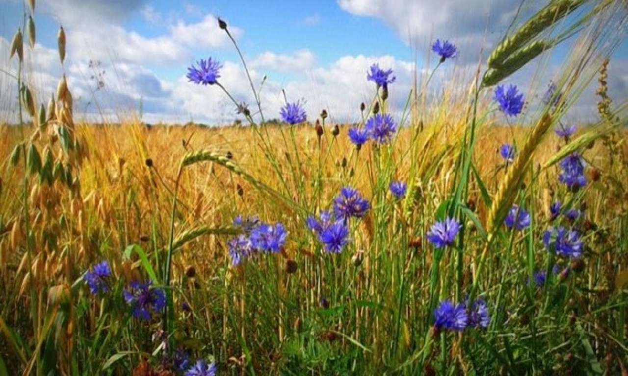 На Черкащині прогнозують до +30 º та без опадів